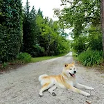 Lupo Filottrano